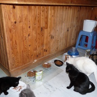 photo de livraison pour Chats Heureux
