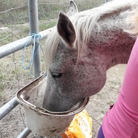 photo de livraison pour Happy Horse Day