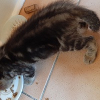 photo de livraison pour Bien vivre avec les Chats Sallélois