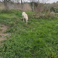 photo de livraison pour Sapa u srcu