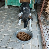 photo de livraison pour Civic Initiative Kane Korzo Skopje