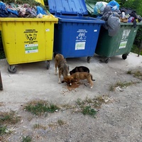 photo de livraison pour Gramada Iulian