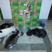 photo de livraison pour Aide Aux Chats