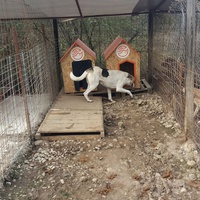 photo de livraison pour Refuge pour chiens de Baia Mare