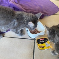 photo de livraison pour Collectif Sauvetage Chatons