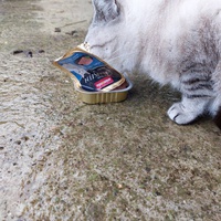 photo de livraison pour Les Chats libres de Fleurance