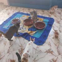 photo de livraison pour Comme Chiens et Chats Maroc