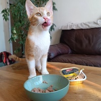 photo de livraison pour Cosa Animalia