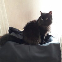 photo de livraison pour Chats du Pays d'Ornans