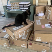photo de livraison pour Les chats de chez nous