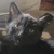 photo animal