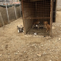 photo de livraison pour Animals voice Macedonia
