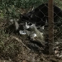 photo de livraison pour Félin Pour L’Hôte