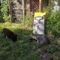 photo de livraison pour Ecole du Chat des Alpilles