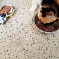 photo de livraison pour Les chats de l'Indifférence