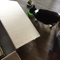 photo de livraison pour Les Chats Libres Condom 32