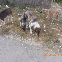 photo de livraison pour Pro Animals Finland ry