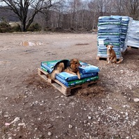 photo de livraison pour Silver Dog Srebrenica
