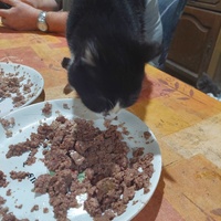 photo de livraison pour Ailes de Mitzie