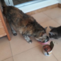 photo de livraison pour L'Arche des Amis à pattes