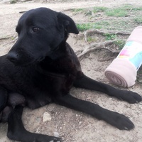 photo de livraison pour Help Doggy