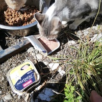 photo de livraison pour Chat L'Heureux Chat l'Ange et Cie