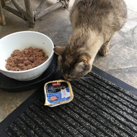 photo de livraison pour SOS Chat 93