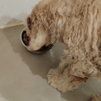 photo de livraison pour Cœur Animal