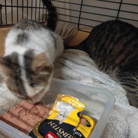 photo de livraison pour Les Chats de la Rue