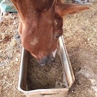 photo de livraison pour Equi-Libre : Droit à la Retraite Equine