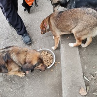 photo de livraison pour Asociația Hăpluț și prietenii