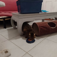 photo de livraison pour Chat L'Heureux Chat l'Ange et Cie