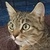 photo animal
