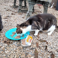 photo de livraison pour Chats errants du val du crenu