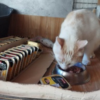 photo de livraison pour Les chats Port-Saint-Louisiens