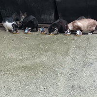 photo de livraison pour L’École du Chat de Saint-Denis Langevin