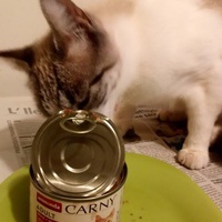 photo de livraison pour Les chats de chez nous