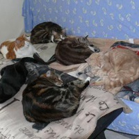 photo de livraison pour Boule de Poils