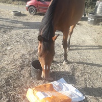 photo de livraison pour Happy Horse Day