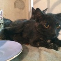 photo de livraison pour Bien vivre avec les Chats Sallélois
