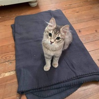 photo de livraison pour Les Chats Libres Condom 32