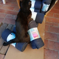 photo de livraison pour L'Ecole du Chat Istreen