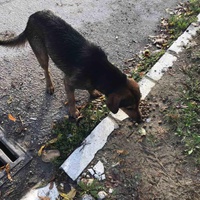 photo de livraison pour Ivana Nikolić