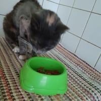 photo de livraison pour Pour l'Amour des Chats