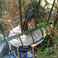 photo de livraison pour Les Chats-Pitresdelavi-Ste