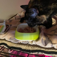 photo de livraison pour Chat Suffit a.sb.l.