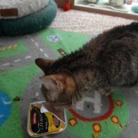 photo de livraison pour Chiens, Chats et Cie