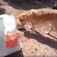 photo de livraison pour Help Adopt Moroccan Animals