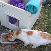 photo de livraison pour L’École du Chat de Saint-Denis Langevin