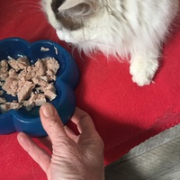 photo de livraison pour Les Chats Libres Condom 32
